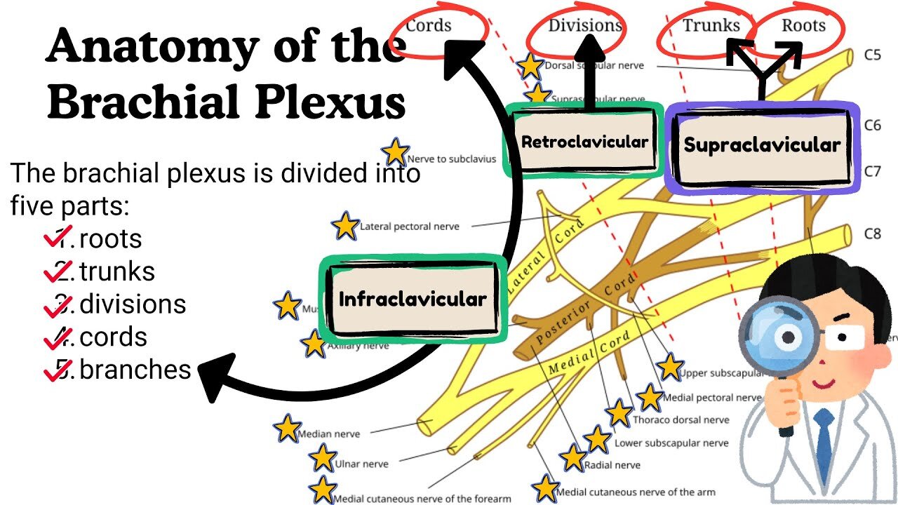 Brachial Plexus and its Branches |Nerve Supply of Upper Limb | Innervation of Arm, Forearm and Hand