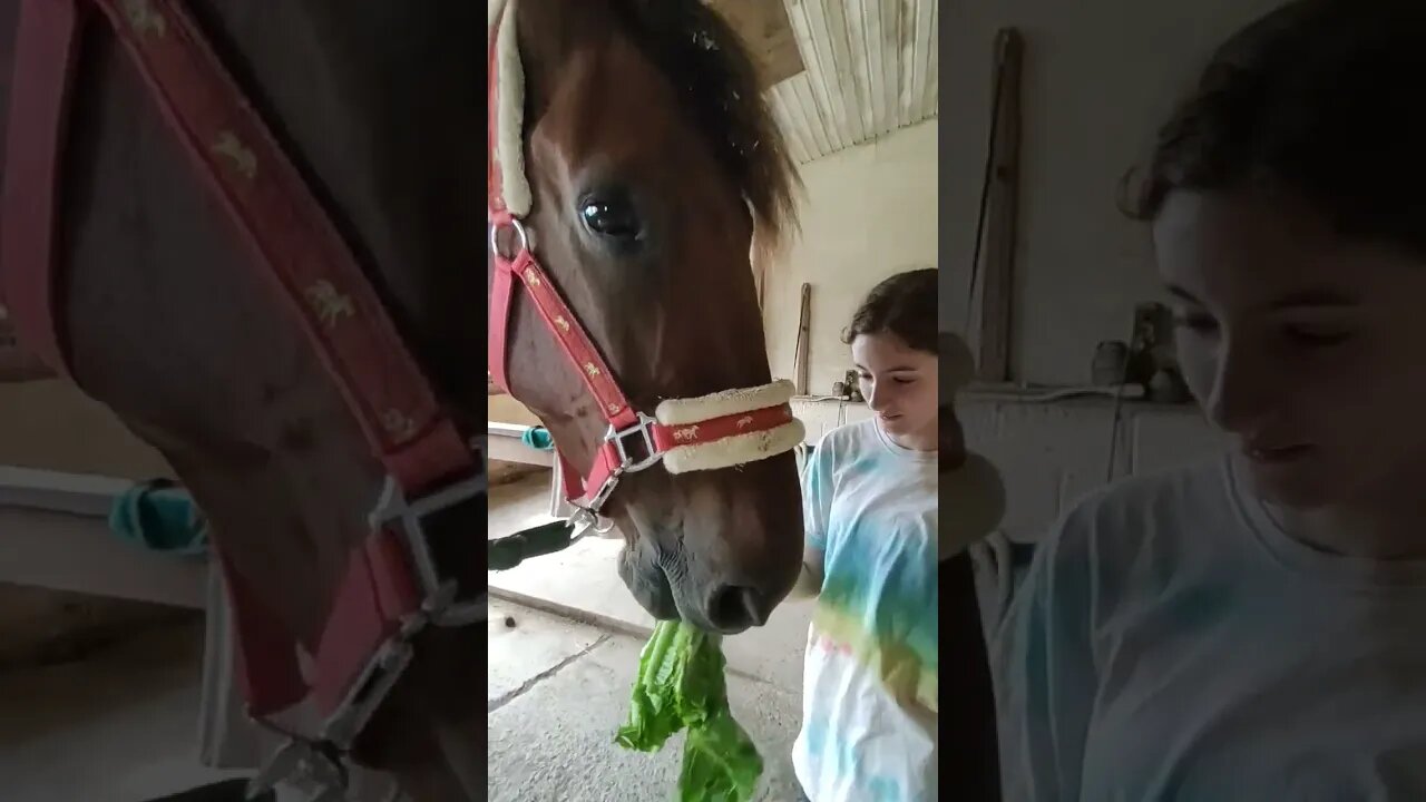 Auggie tries crunchy lettuce!