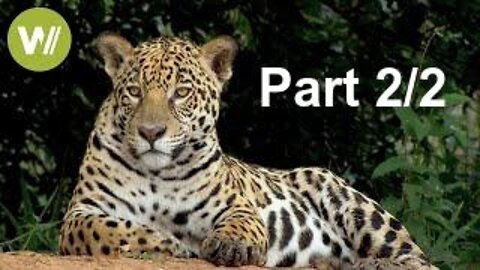 Secret Brazil: amazing aquatic wildlife