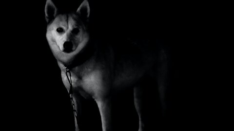 funny dog video So fierce