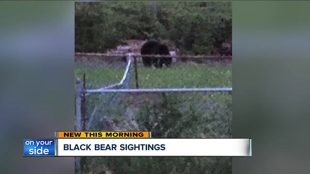 Black bear in Brecksville spotted trying to get into beehive