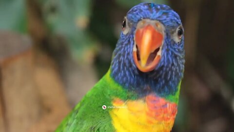 #birds are so cute#पक्षे कितना प्यारा होता ही