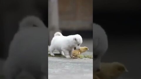 playful puppy 🐕 #Shorts 🧐