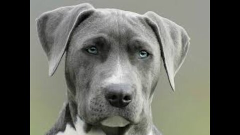 dogs with amazing abilities