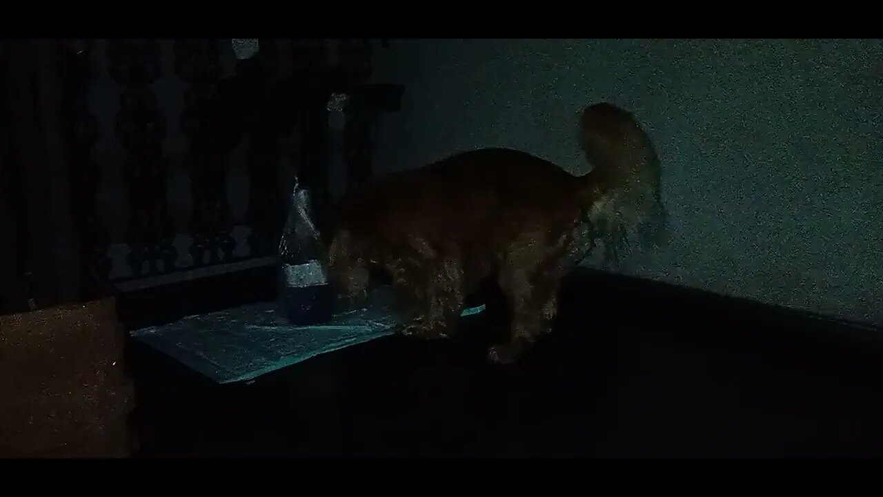 #dogshow , #animals , #dogs