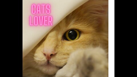 Cats lover