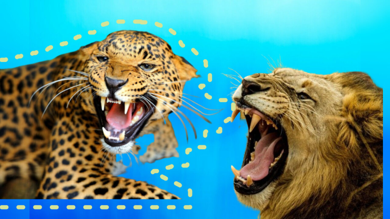 leopard fights with lion see what happens