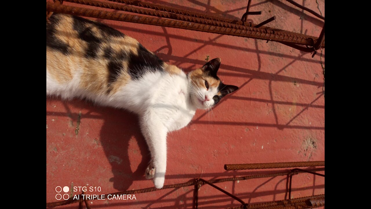 The beautiful and graceful cat