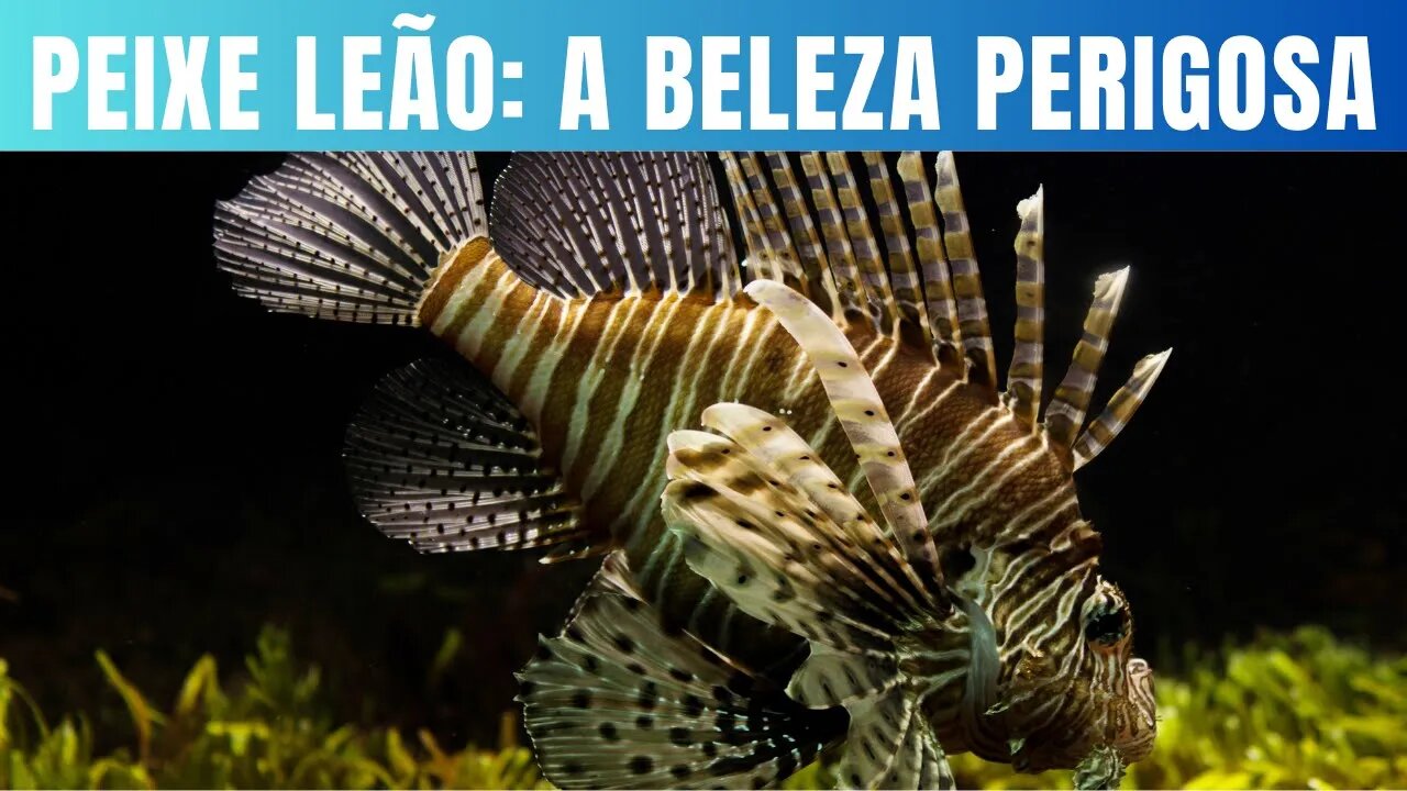 Peixe leão a beleza perigosa e invasora dos mares.