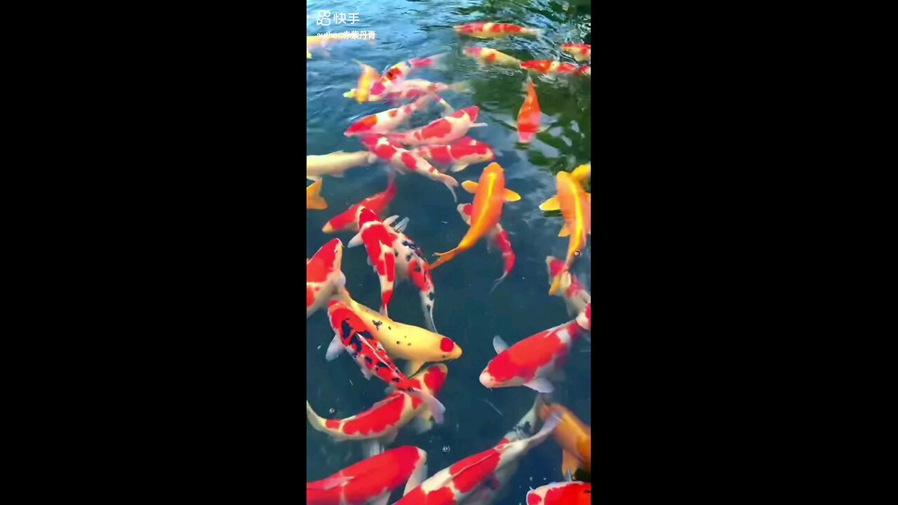 Colourful Fish...