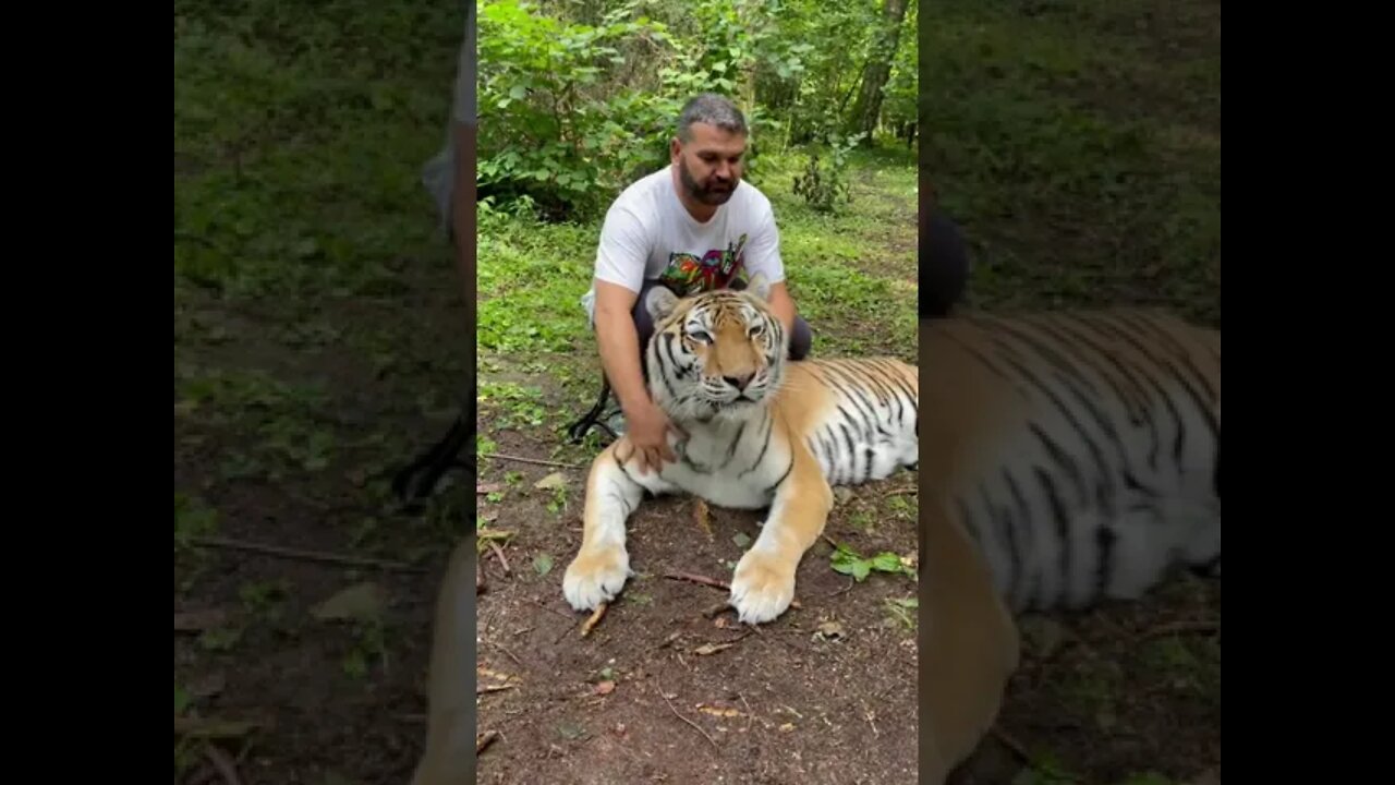 #shorts Смешные Коты Из Тик Тока 74 Funny Cats From Tiktok