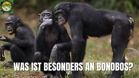 Was ist besonders an Bonobos? | ANIMALS PEA