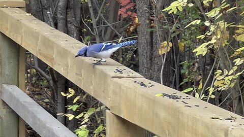 Blue Jay and Cardinal taking turns