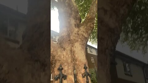 This tree is so old-I wonder how old really is