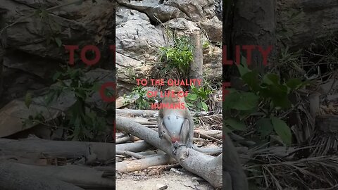 THE CONTINUED EXISTENCE OF WILDLIFE...