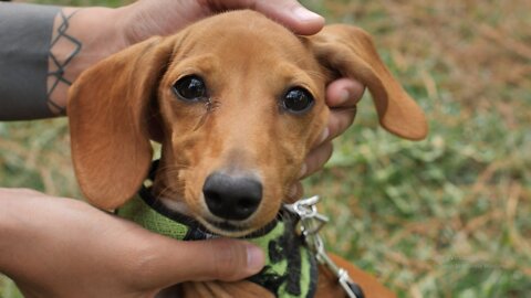 Dachshund dog while hands caress it.