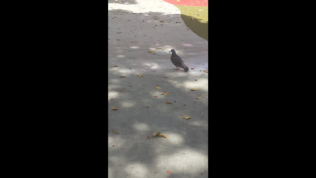 Dar de comer a las Palomas