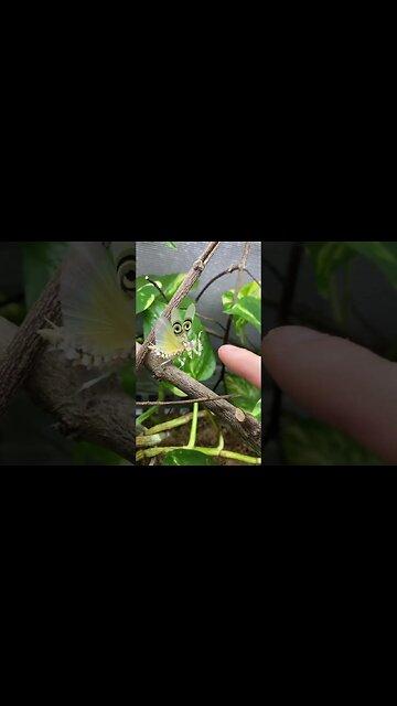 African Flower Praying Mantis (Pseudocreobotra wahlbergii)GeoNews Planet 🌍
