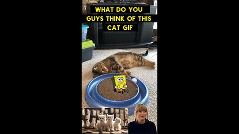 Cute Cat Gif