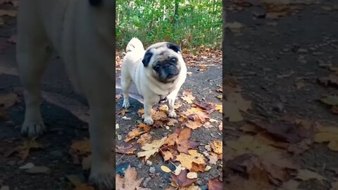 I'm not a lovely senior girl?😄🐾💕 #pug #puglover #dogsoftwitter #puglover