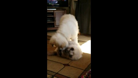 Great Pyrenees Puppy with Ragdoll Cat