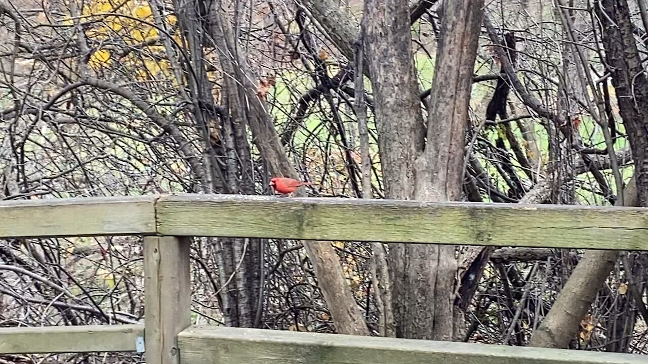 Bunch of Cardinals James Gardens