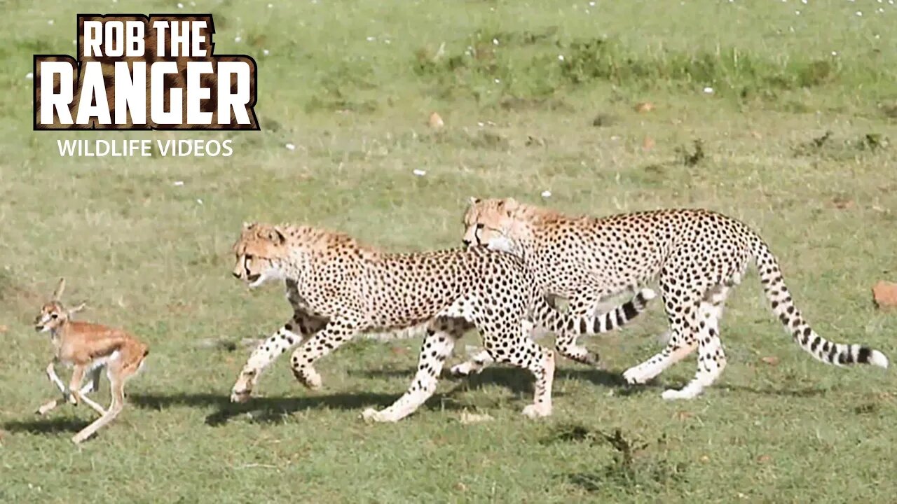 Cheetah Cubs Practice Taking Down Prey | Maasai Mara Safari | Zebra Plains