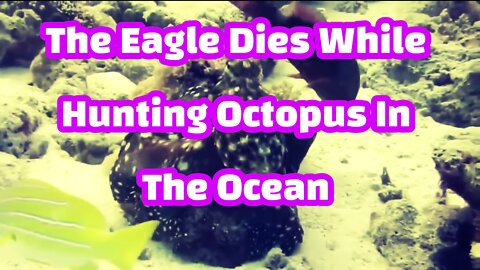 The Eagle Dies While Hunting Octopus In The Océan 2022