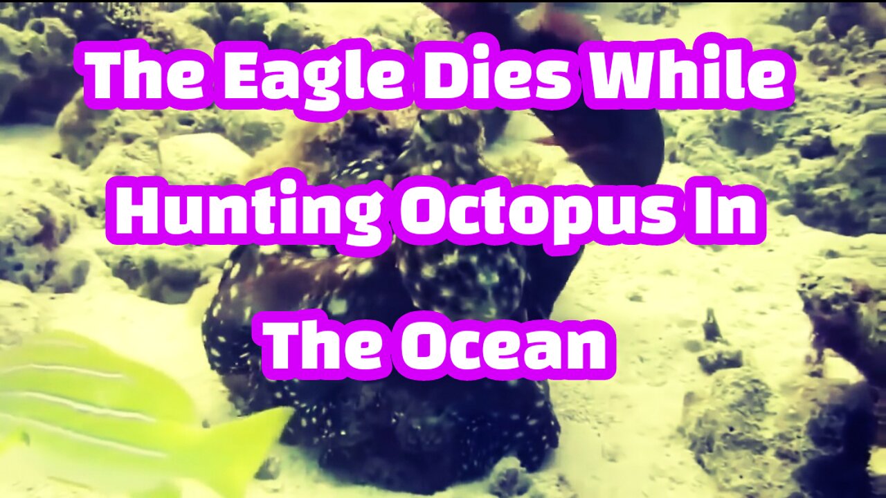 The Eagle Dies While Hunting Octopus In The Océan 2022