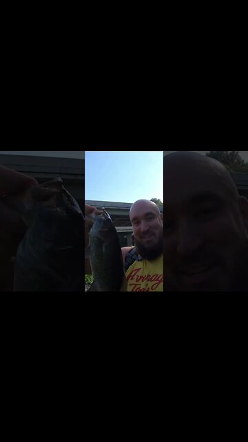 Smallmouth bass in the grass!