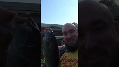 Smallmouth bass in the grass!