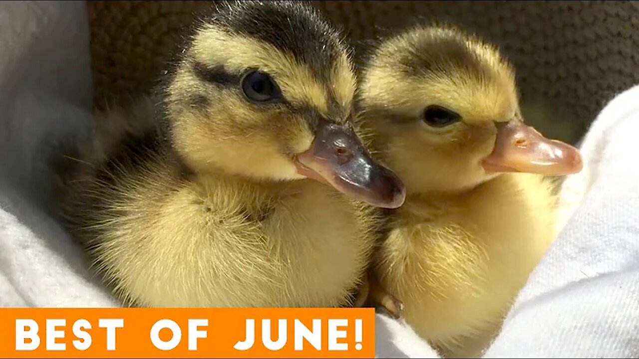 Ultimate Animal Reactions & Bloopers of June 2018 | Funny Pet Videos