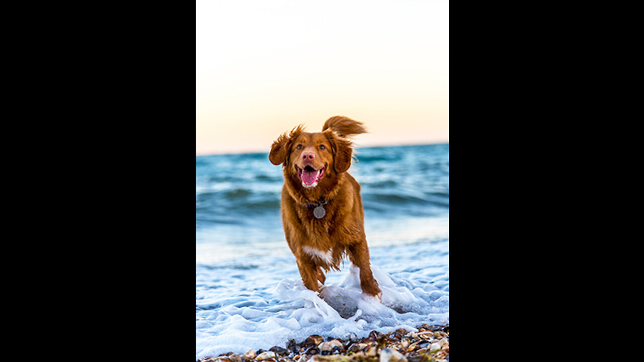 Dog runs into the water in SlowMotion