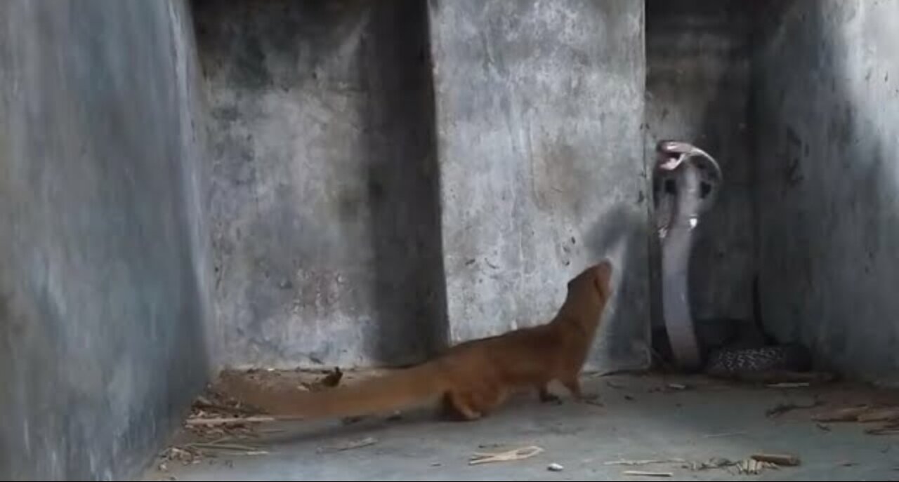 Giant Cobra VS Yellow Mongoose See