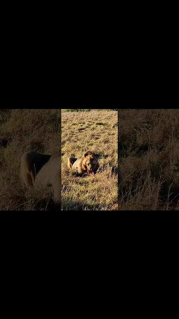 Lion Ate A Zebra! #shorts | #ShortsAfrica