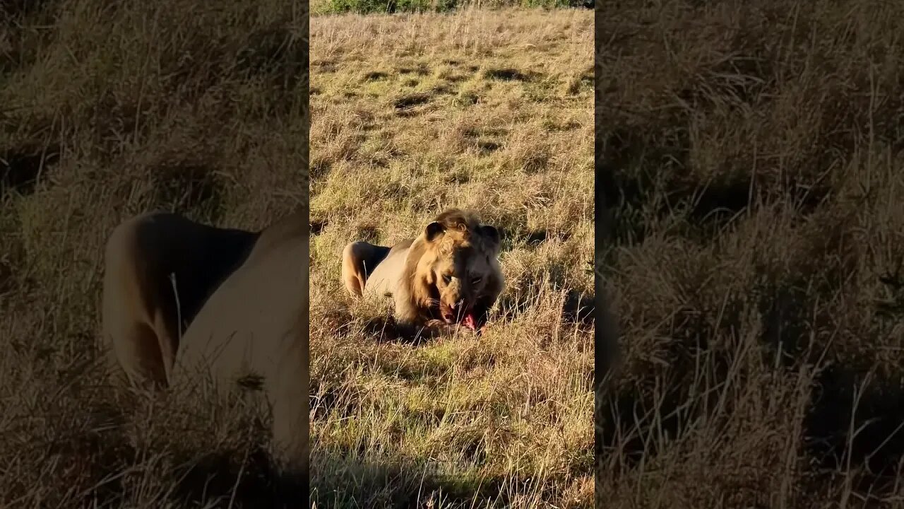 Lion Ate A Zebra! #shorts | #ShortsAfrica