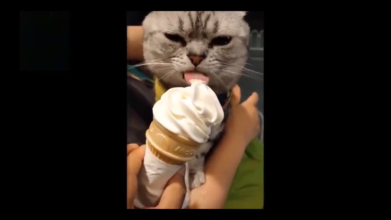 Cute cat licking sweet ice-cream