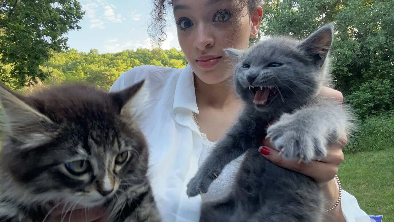 🔴LIVE! giving stray kittens a bath 🛁 🐱