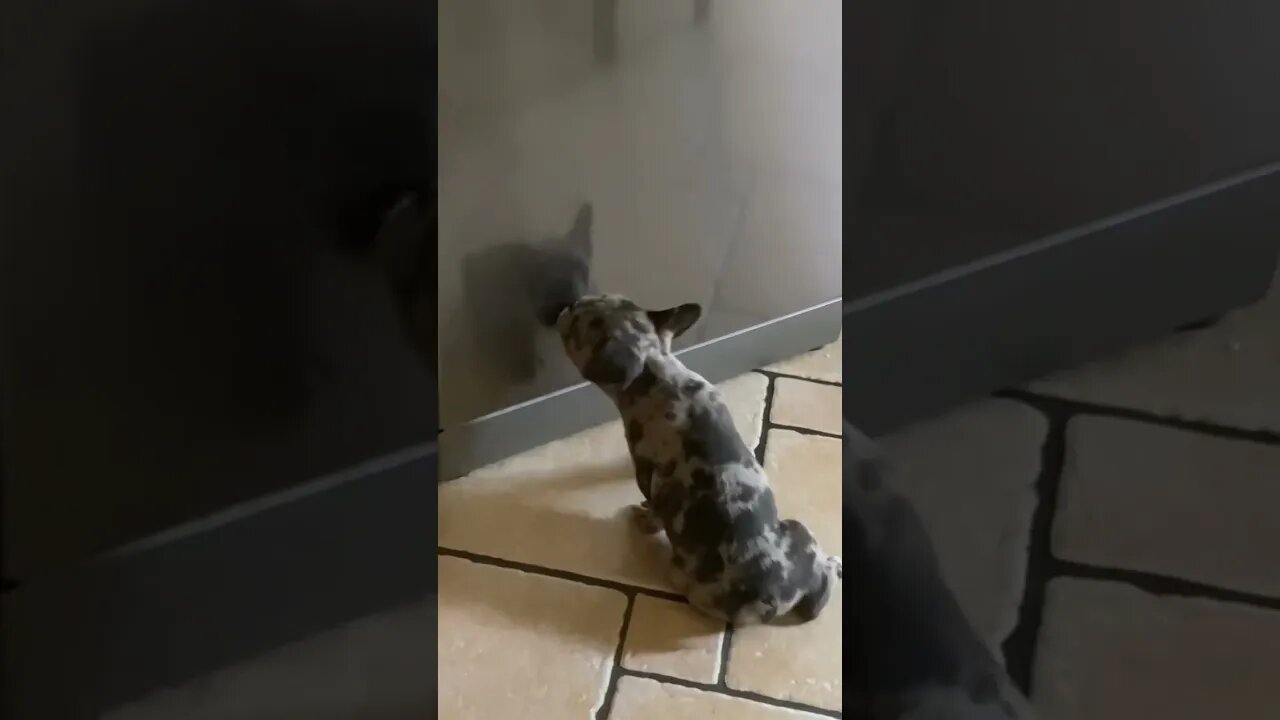 French Bull Dog Licking his own reflection