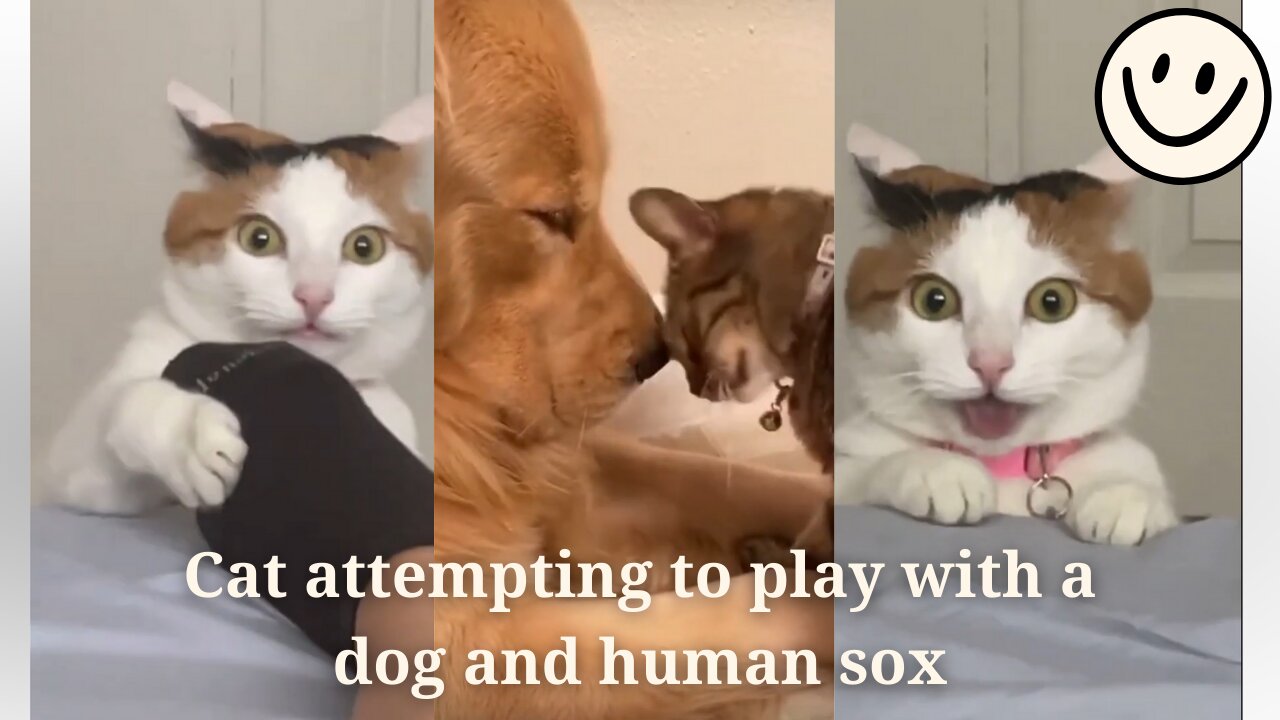 Adorable cat attempting to play with a dog and human sox.