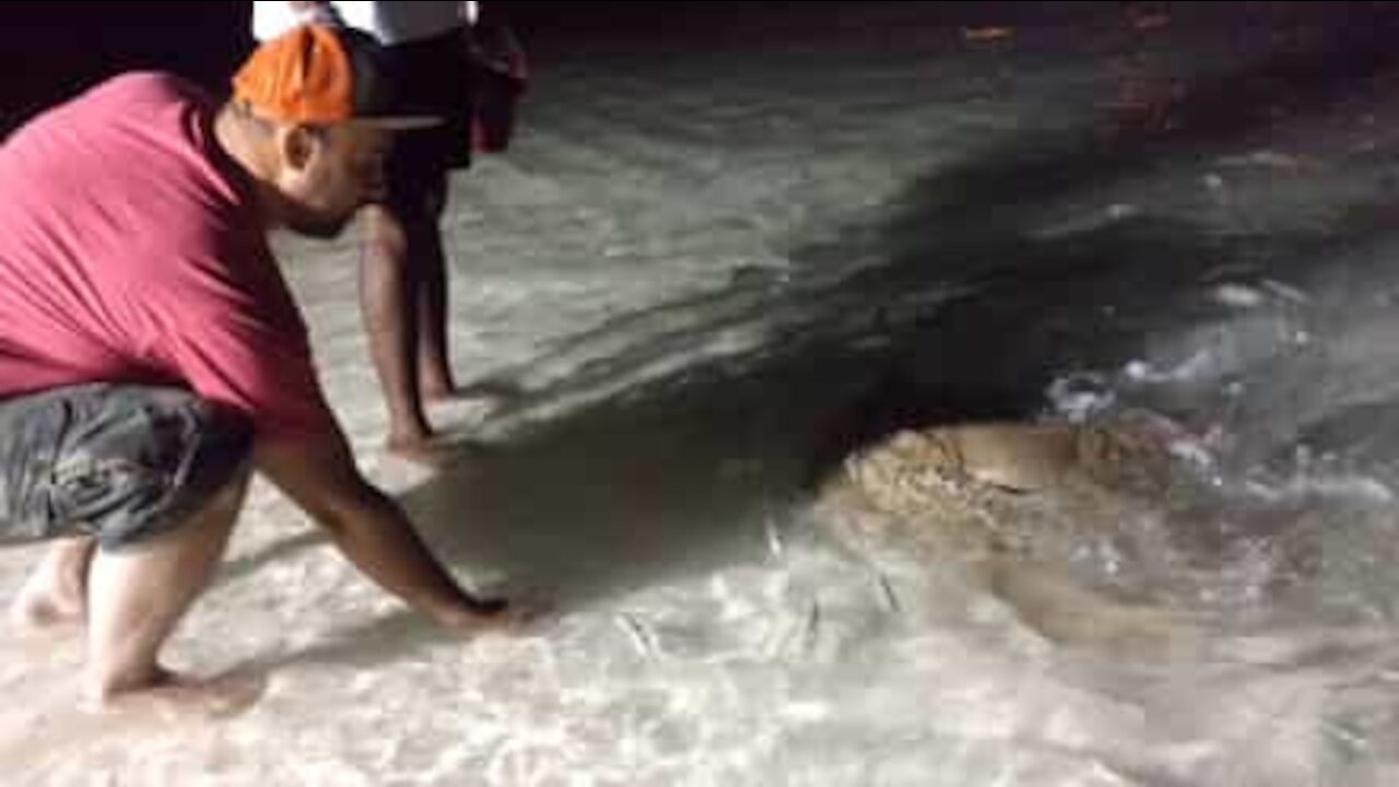 Incredibile incontro ravvicinato con una manta delle Maldive