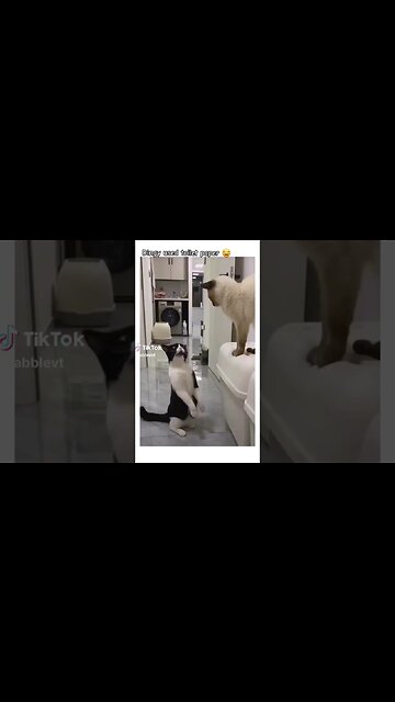 Cats talking crap #Cats #Comedy