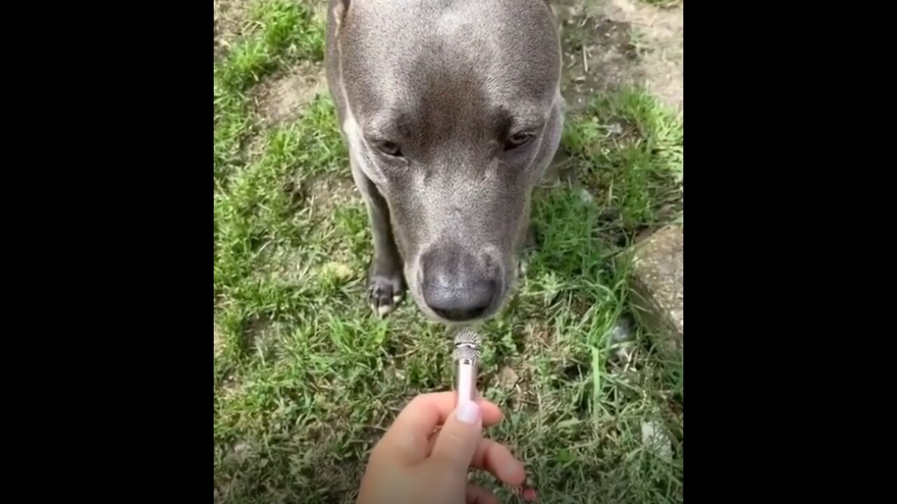 Dog wants to say a word or two to the public. Do not Laugh.