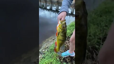 Little sister caught a peacock bass!