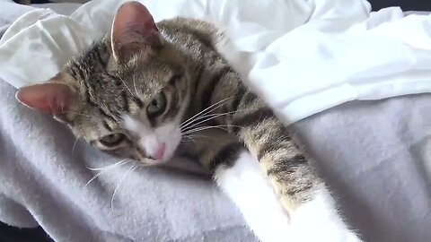 Baby Cat Yawns, Stretches and Falls Out of Bed