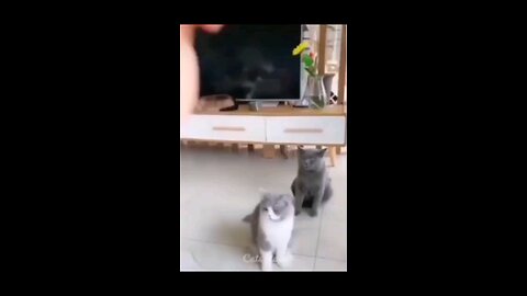 funny cats