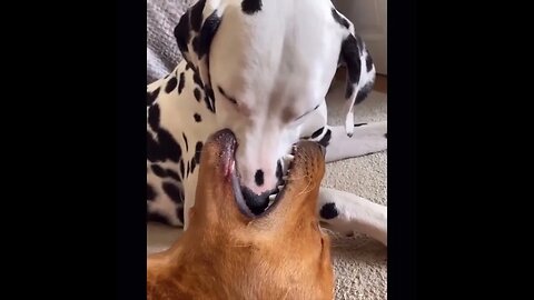 Funny Animal Video #11 March 2023 Funniest Cat and Dog Videos