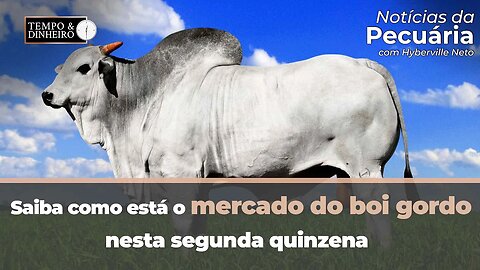 Saiba como está o mercado do boi gordo nesta segunda quinzena.Com Hyberville Neto