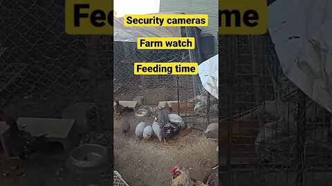 Farm cam: monitoring animals