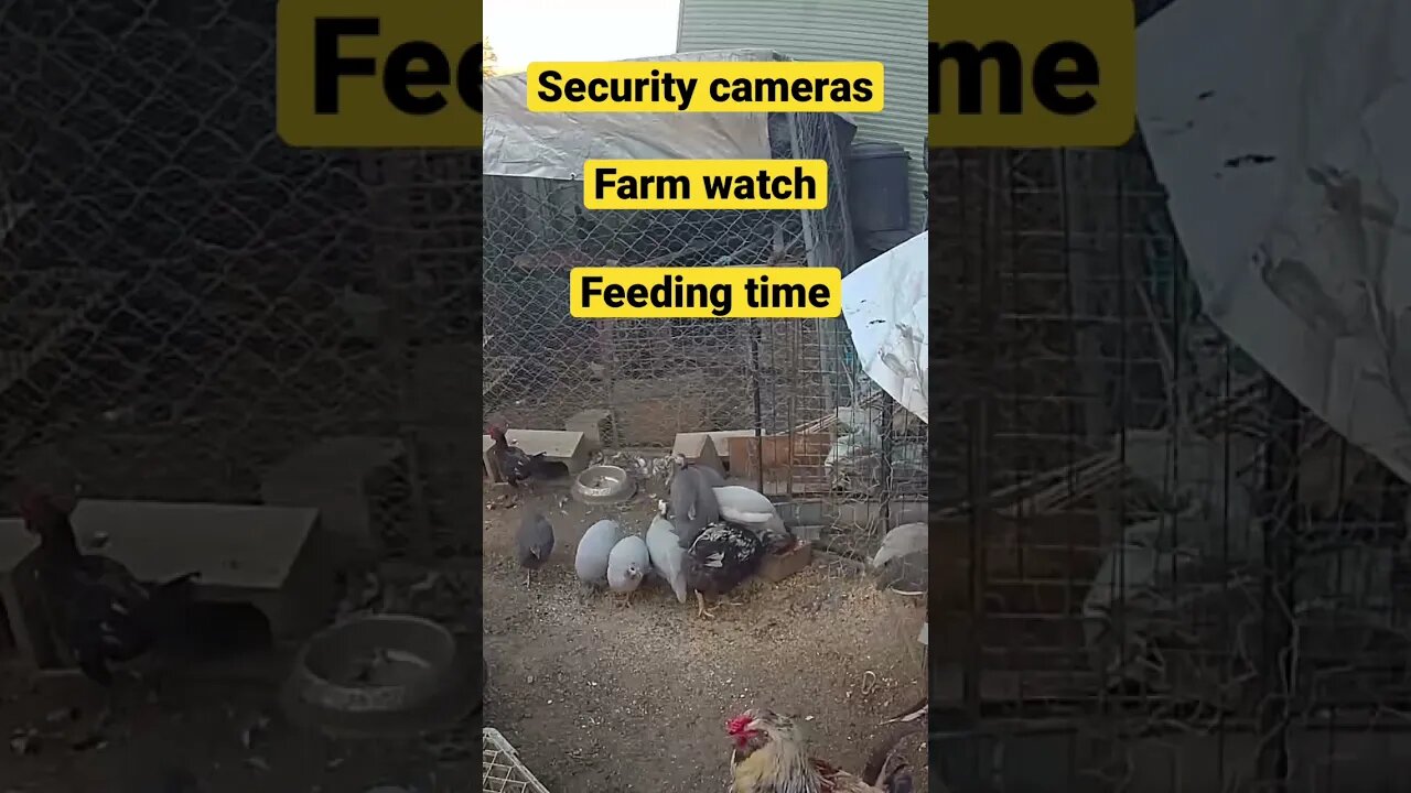 Farm cam: monitoring animals